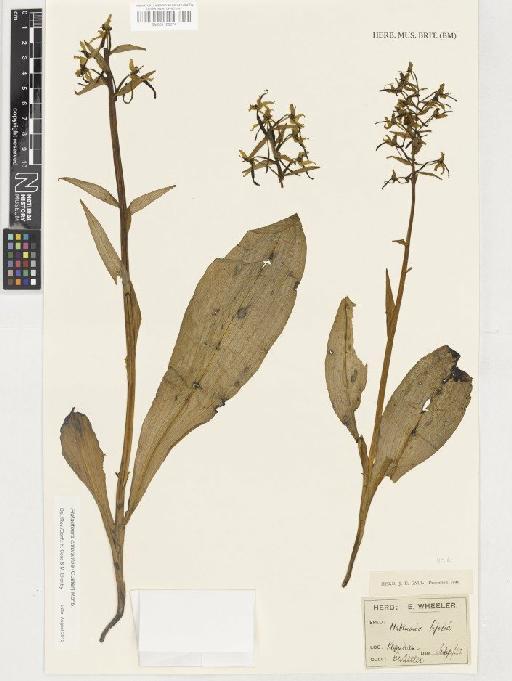 Platanthera chlorantha (Custer) Rchb. - BM001128074