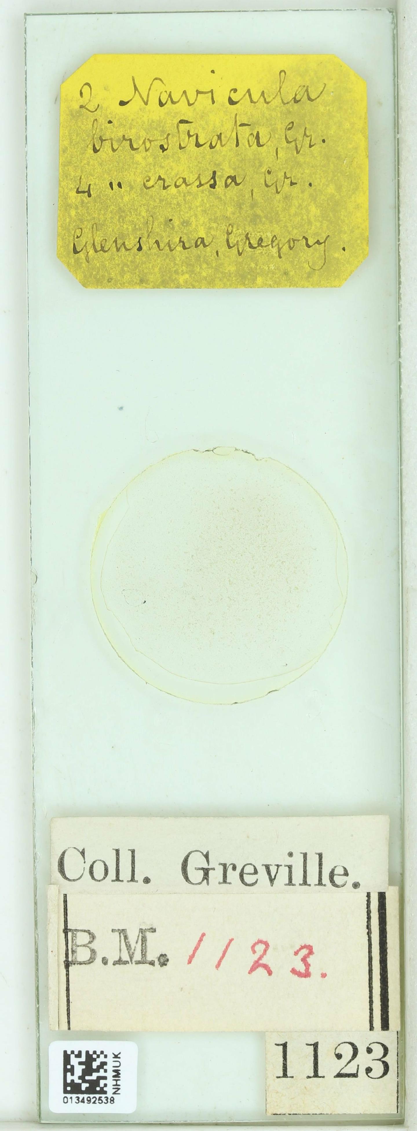 To NHMUK collection (Navicula birostrata W.Greg.; Type; NHMUK:ecatalogue:4732074)