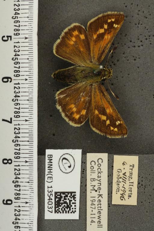 Hesperia comma (Linnaeus, 1758) - BMNHE_1354037_156188