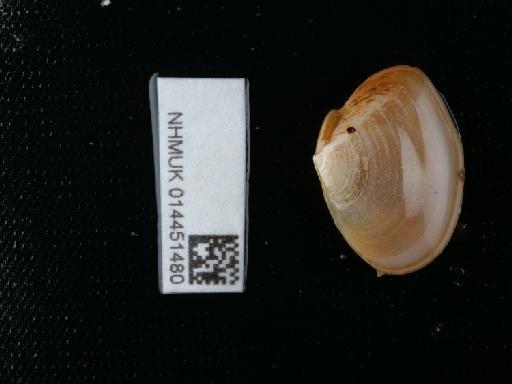 Macomangulus tenuis (da Costa, 1778) - 014451480_01