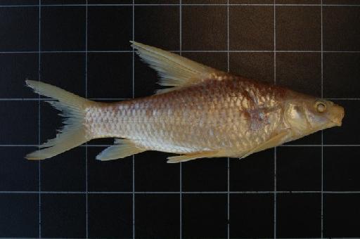 Barbus bynni (Forsskål, 1775) - BMNH 1909.12.2.1230 Barbus bynni (Neotype) c