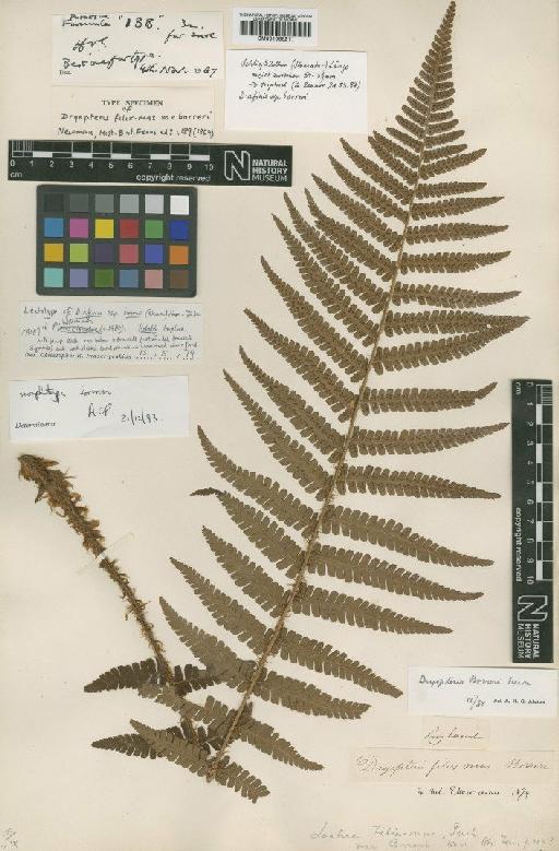 Dryopteris affinis subsp. borreri (Newman) Fraser-Jenk. - BM001066211