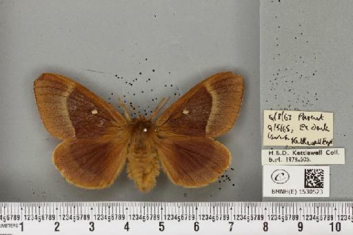 Lasiocampa quercus quercus (Linnaeus, 1758) - BMNHE_1530523_195862