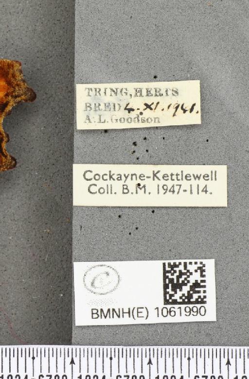 Polygonia c-album ab. obscura Closs, 1916 - BMNHE_1061990_label_22795