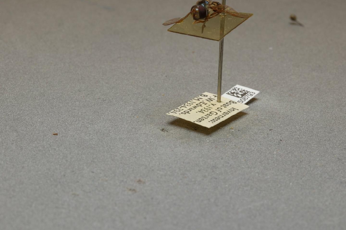 Eupeodes nielseni thumbnail