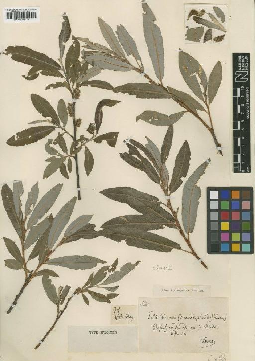 Salix elaeagnos Scop - BM001046111