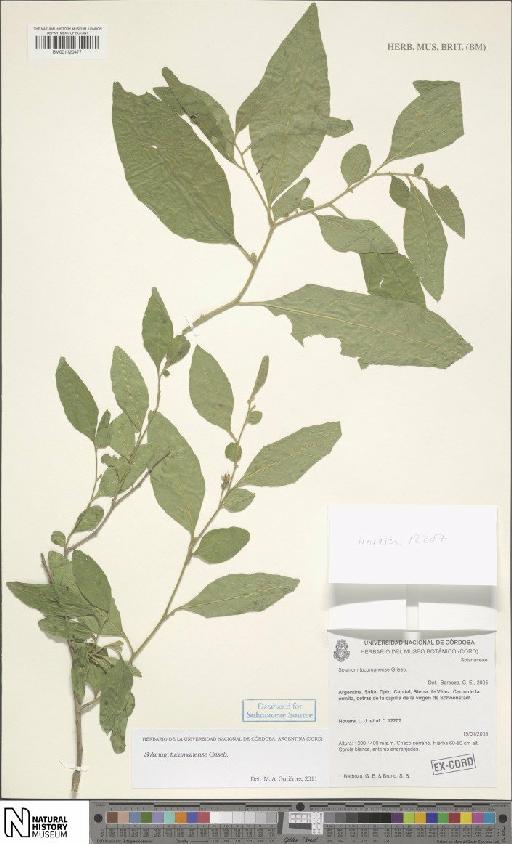 Solanum tucumanense Griseb. - BM001120477