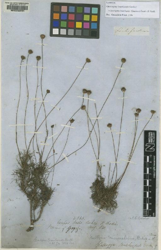 Isostigma brasiliense (Gardner) Benth. & Hook. - BM000632491