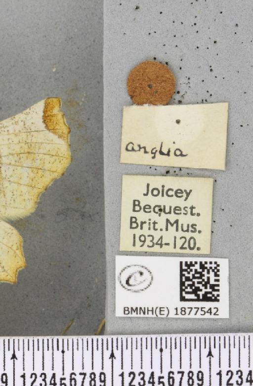 Selenia lunularia (Hübner, 1788) - BMNHE_1877542_label_448514