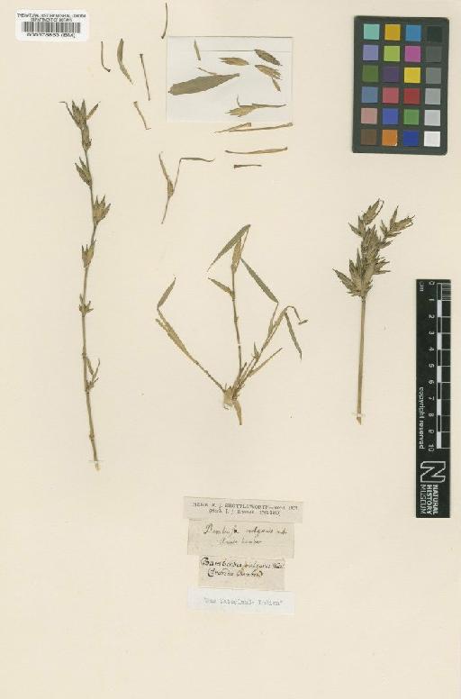 Bambusa vulgaris Schrad. ex J.C.Wendl. - BM000578853