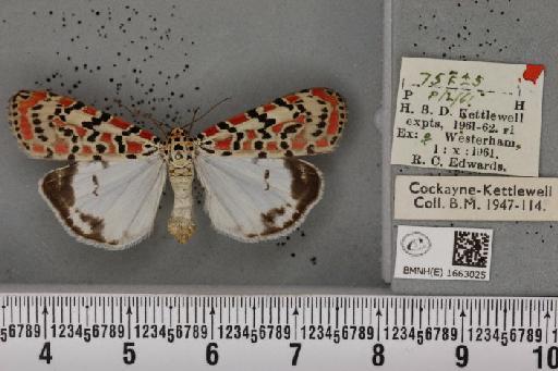 Utetheisa pulchella (Linnaeus, 1758) - BMNHE_1663025_283554