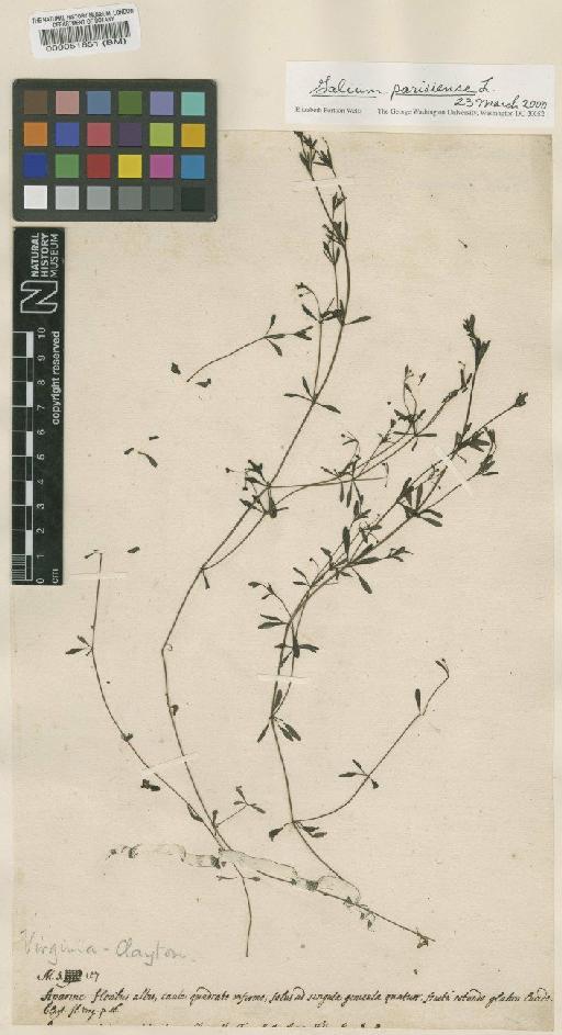 Galium parisiense L. - BM000051651