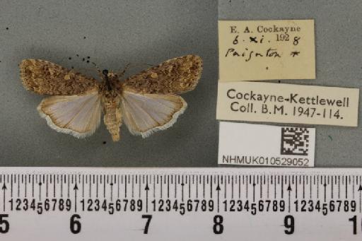 Spodoptera exigua ab. variegata Dannehl, 1929 - NHMUK_010529052_582991