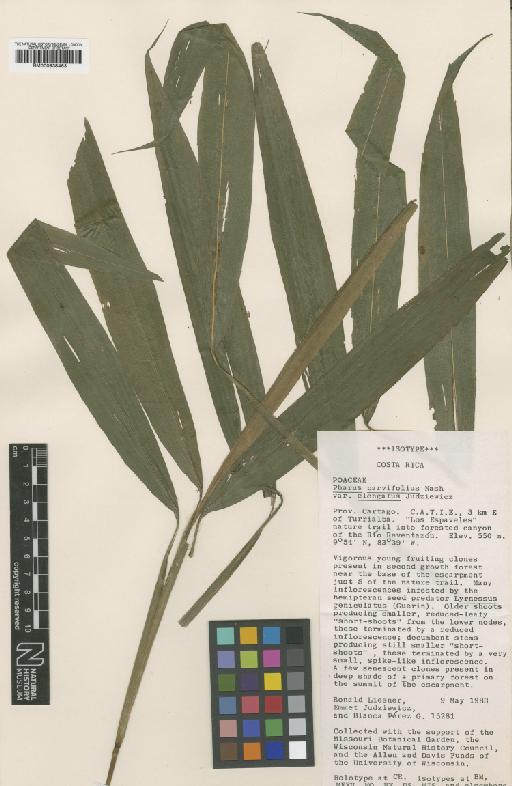 Pharus parvifolius subsp. elongatus Judz. - BM000938463