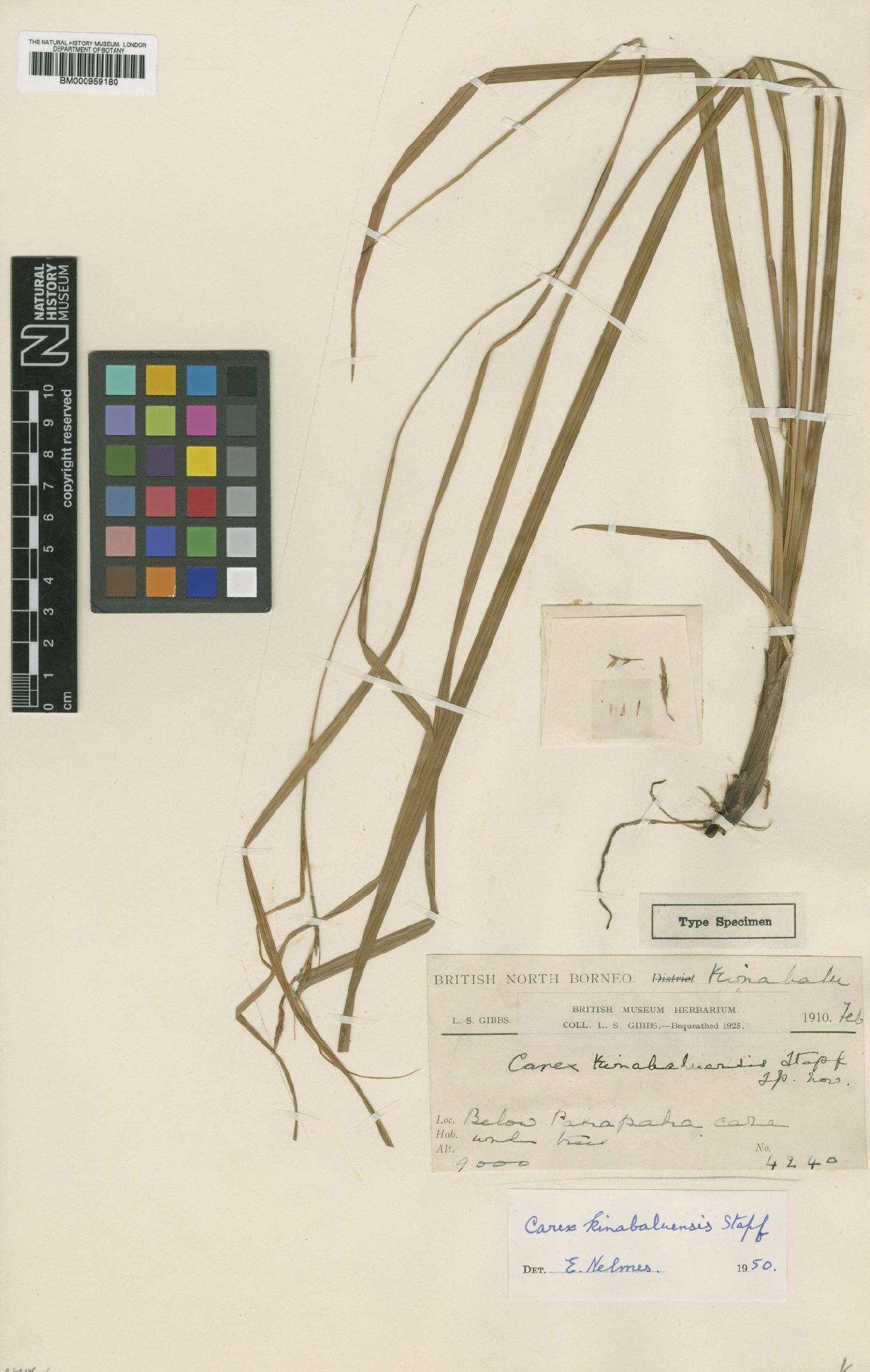 To the Natural History Museum, London (Carex kinabaluensis Stapf BM000959180 type 1)