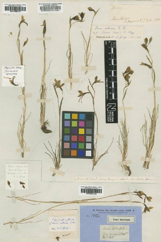 Diuris setacea R.Br. - BM000990345