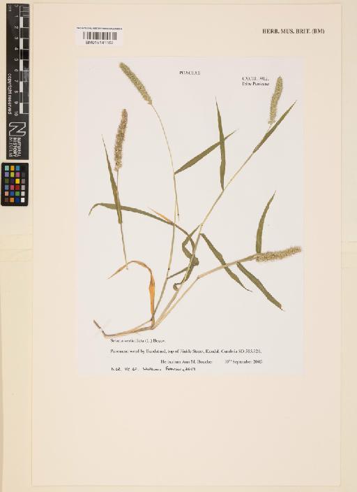 Setaria verticillata (L.) P.Beauv. - 015141862