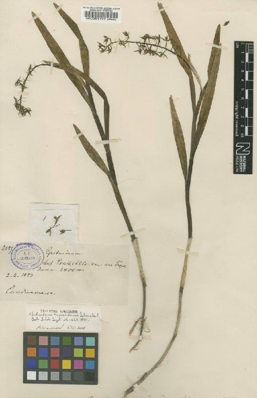 Epidendrum tequendamae F.Lehm. & Kraenzl. - BM000091777