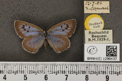 Maculinea arion eutyphron ab. occidentalis le Chamberlin, 1908 - BMNHE_1296437_147536