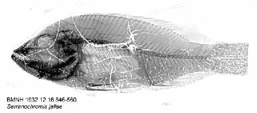 Serranochromis jallae - BMNH 1932.12.16.546-560, Serranochromis jallae, Radiograph