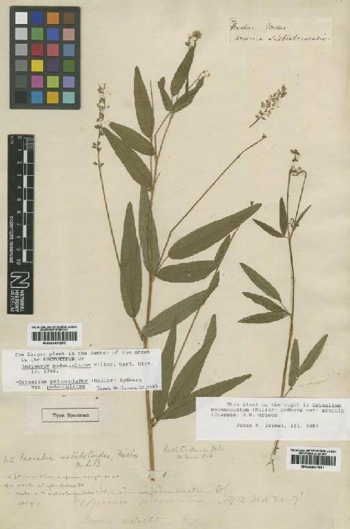 Psoralea pedunculata (Mill) Vail - BM000901955