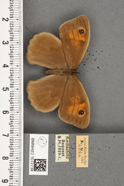 Maniola jurtina insularis ab. antirufa Leeds, 1950 - BMNHE_1072739_38674