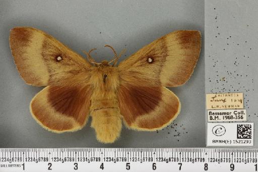 Lasiocampa quercus quercus (Linnaeus, 1758) - BMNHE_1521293_196025