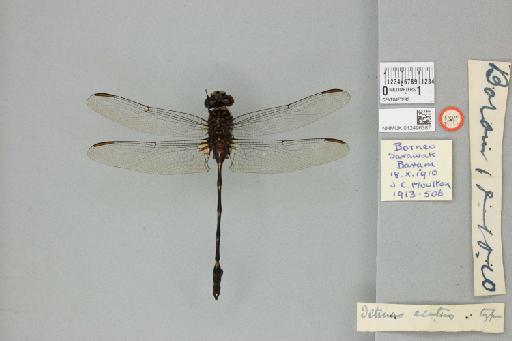 Ictinogomphus acutus (Laidlaw, 1914) - 012496387_22094_1254802