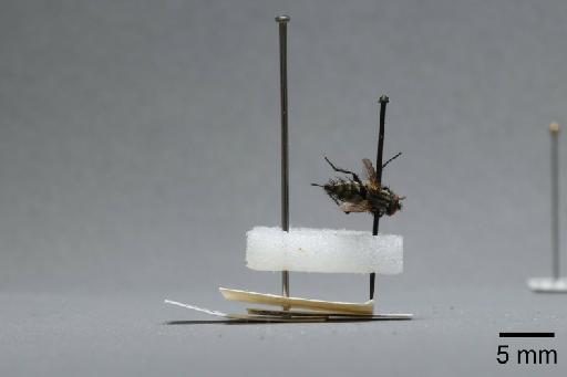 Sarcophaga (Myorhina) nigriventris Meigen, 1826 - 015092490_lateral