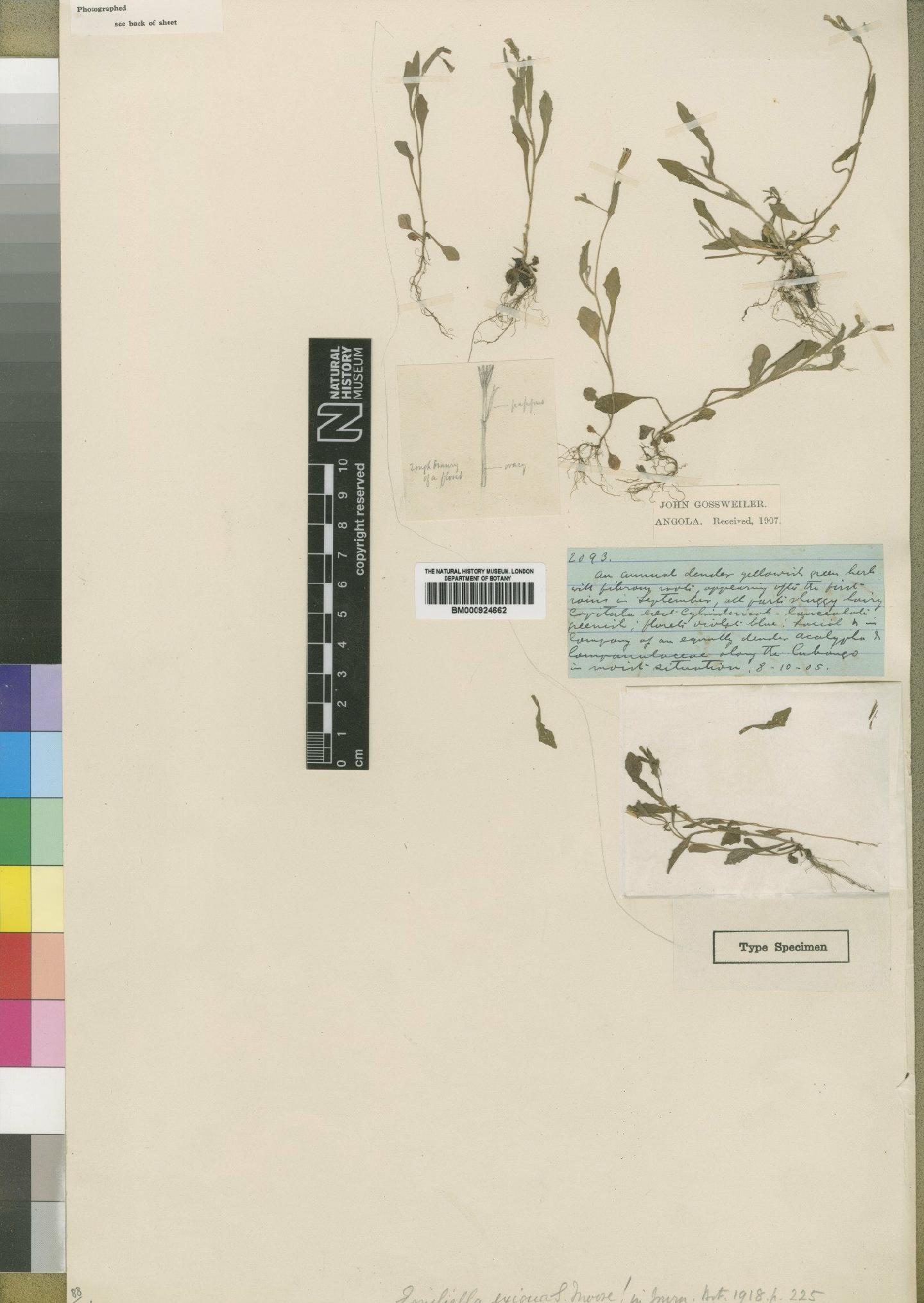 To NHMUK collection (Emiliella exigua Moore; Type; NHMUK:ecatalogue:4529673)