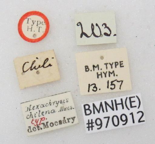 Chrysis chilena Mocsary, A., 1914 - Chrysis_chilena-BMNH(E)#970912_type-labels 2