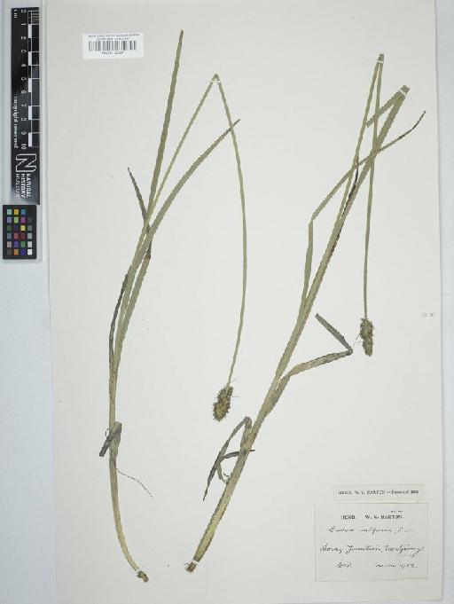 Carex otrubae Podp. - BM001130587   carex vulpina2