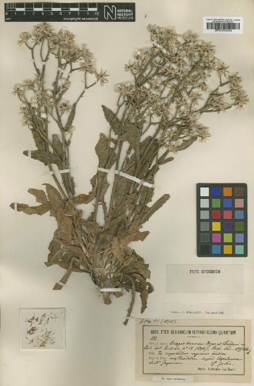 Crepis turcica Degen & Bald. - BM001050563