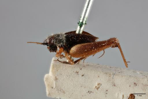 Trigonidium (Metioche) maorica (Walker, 1869) - 014666694_Trigonidium_(Metioche)_maorica _ST_LH_[from left]