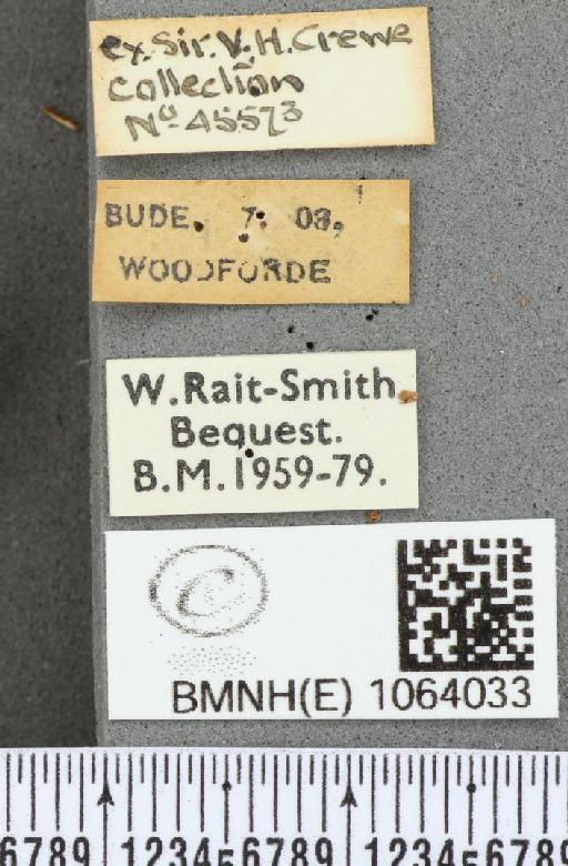 Coenonympha pamphilus ab. latecana Verity, 1926 - BMNHE_1064033_label_25075