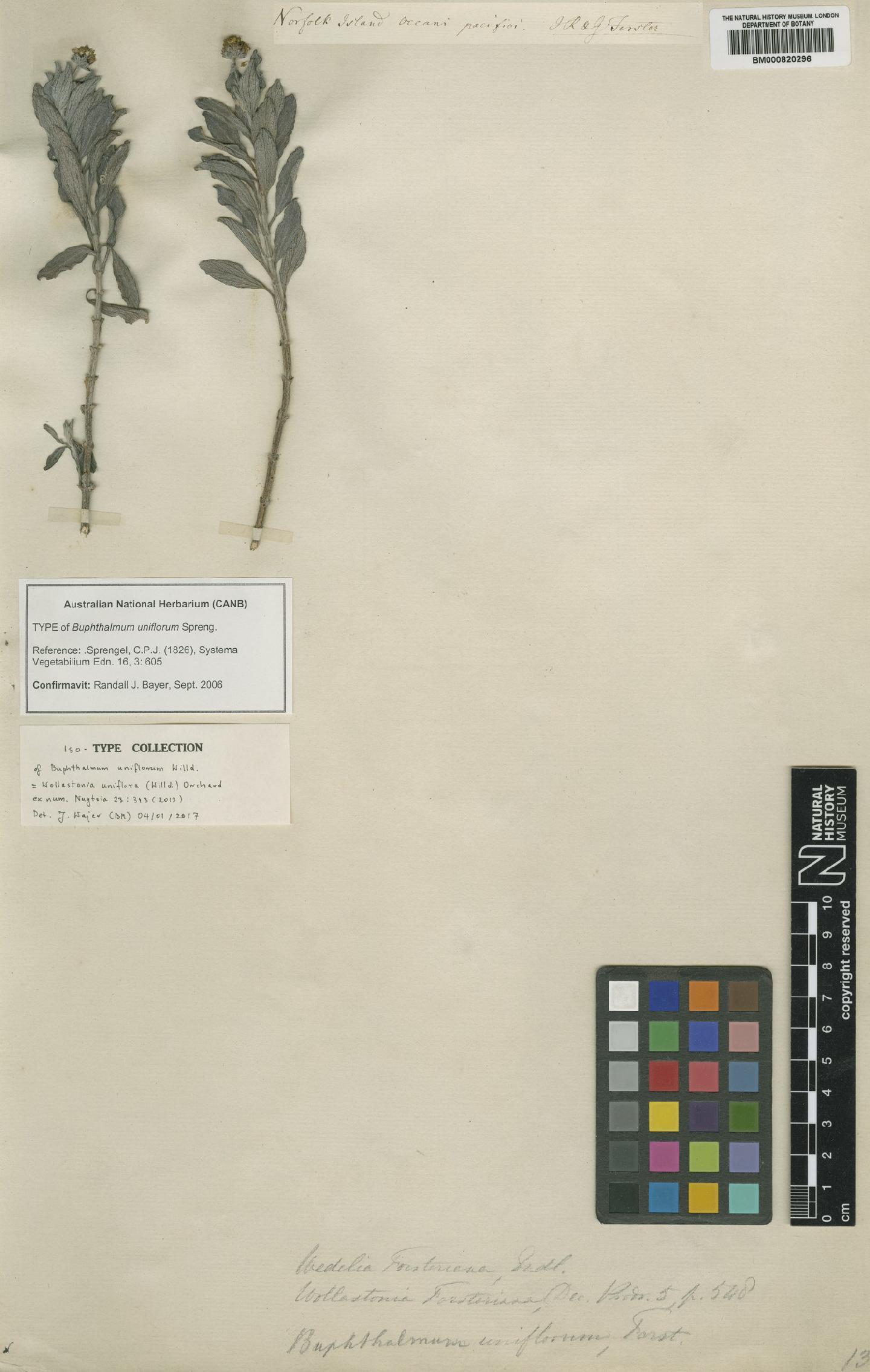 To NHMUK collection (Wollastonia uniflora (Willd.) Orchard; Isotype; NHMUK:ecatalogue:4969225)