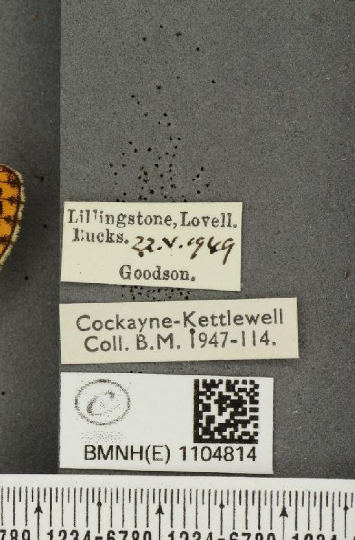 Boloria euphrosyne Linnaeus, 1758 - BMNHE_1104814_label_16325
