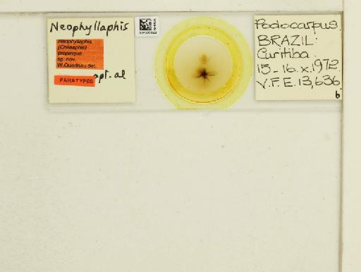Neophyllaphis propinqua Quednau, 2010 - 015322844_112851_1095345_157792_Type