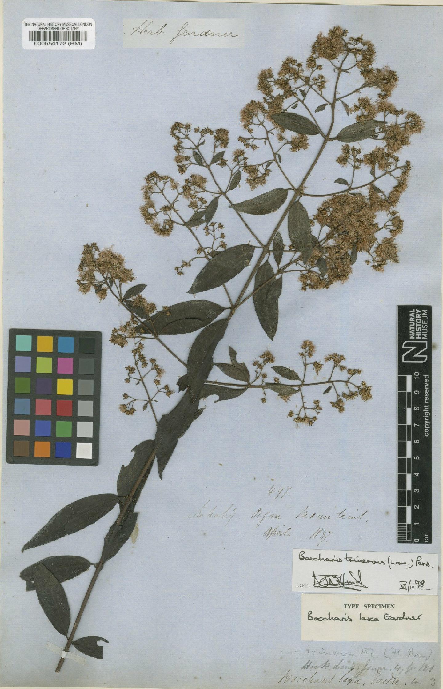 To NHMUK collection (Baccharis trinervis (Lam.) Pers.; Type; NHMUK:ecatalogue:4978227)