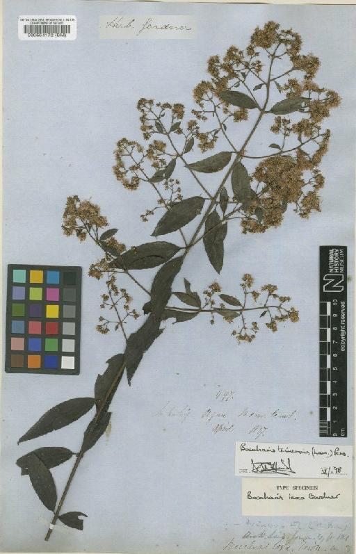 Baccharis trinervis (Lam.) Pers. - BM000554172