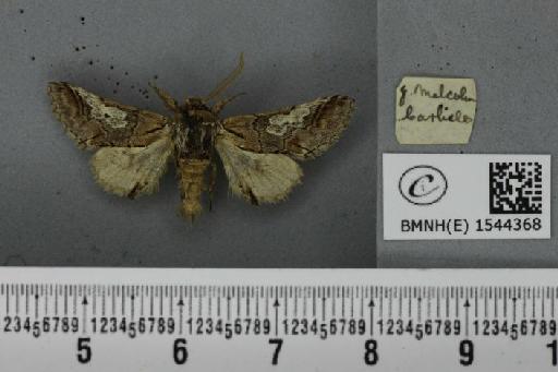 Diloba caeruleocephala (Linnaeus, 1758) - BMNHE_1544368_a_259397