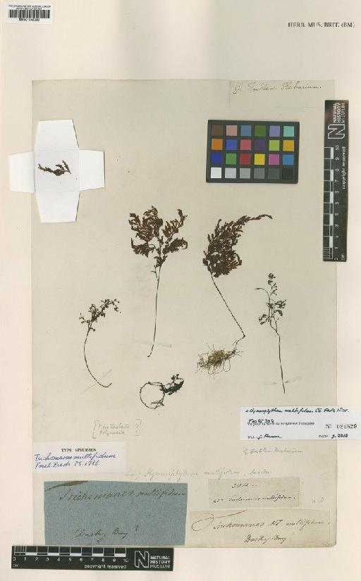 Hymenophyllum multifidum (G.Forst.) Sw. - BM001048393