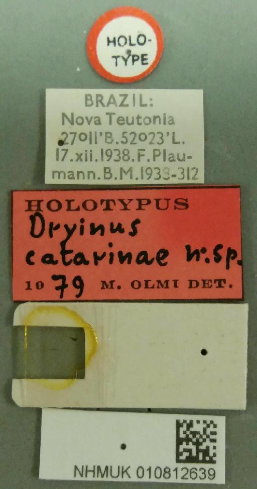 Dryinus catarinae Olmi, 1984 - 010812639-NHMUK-Dryinus_catarinae-holotype-labels_and_chela