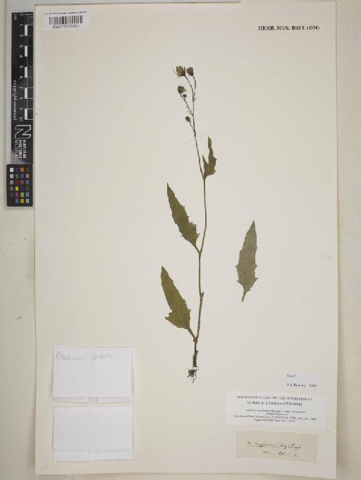 Hieracium anglorum Pugsley - BM013722022