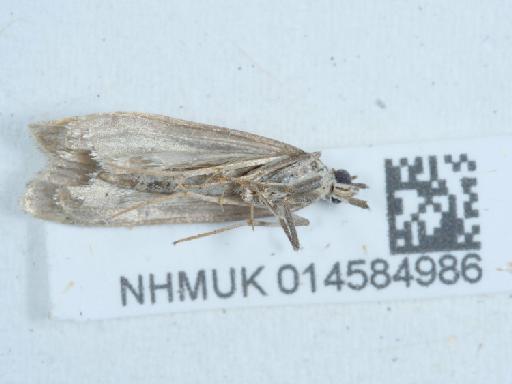 Eudonia angustea (Curtis, 1827) - 014584986_1