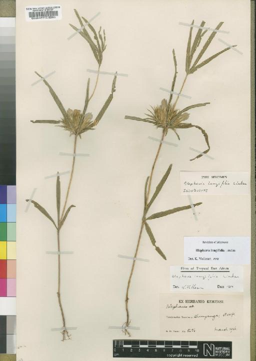 Blepharis longifolia Lindau - BM000546765