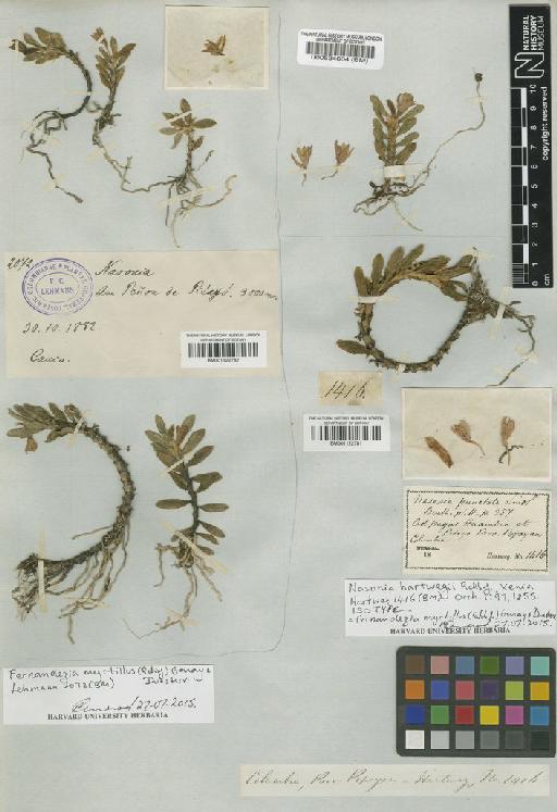 Fernandezia myrtillus (Rchb.f.) Garay & Dunst. - BM001122782