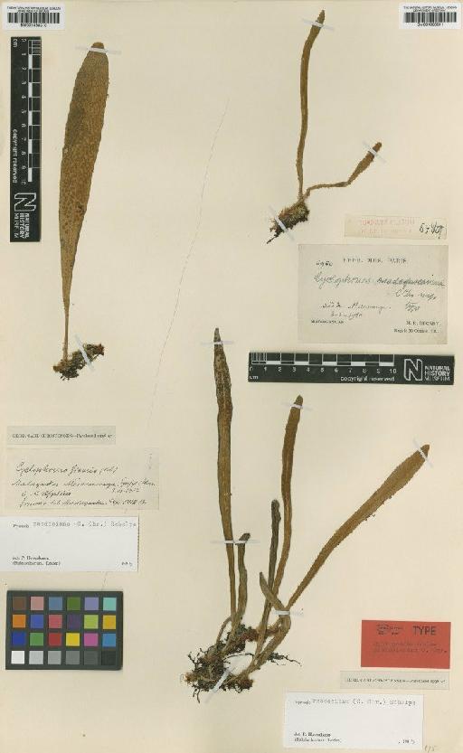 Pyrrosia rhodesiana (C.Chr.) Schelpe - BM001038311