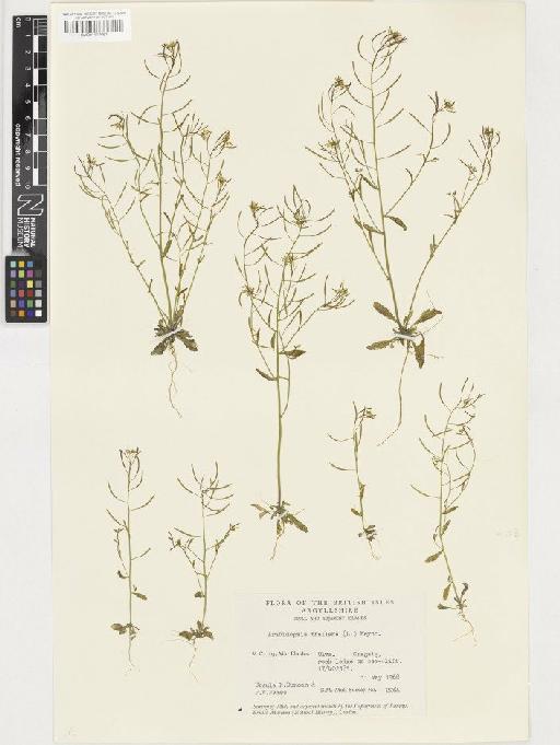 Arabidopsis thaliana (L.) Heynh. - BM001117661