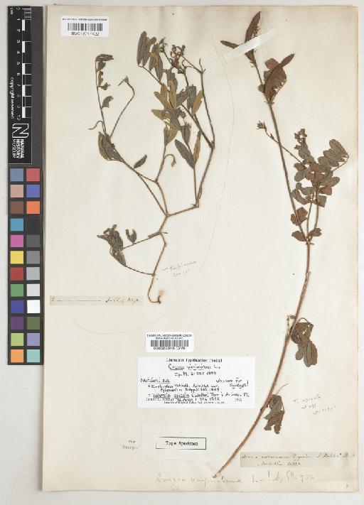Tephrosia spicata (Walt) Torr. & A.Gray - BM000522310